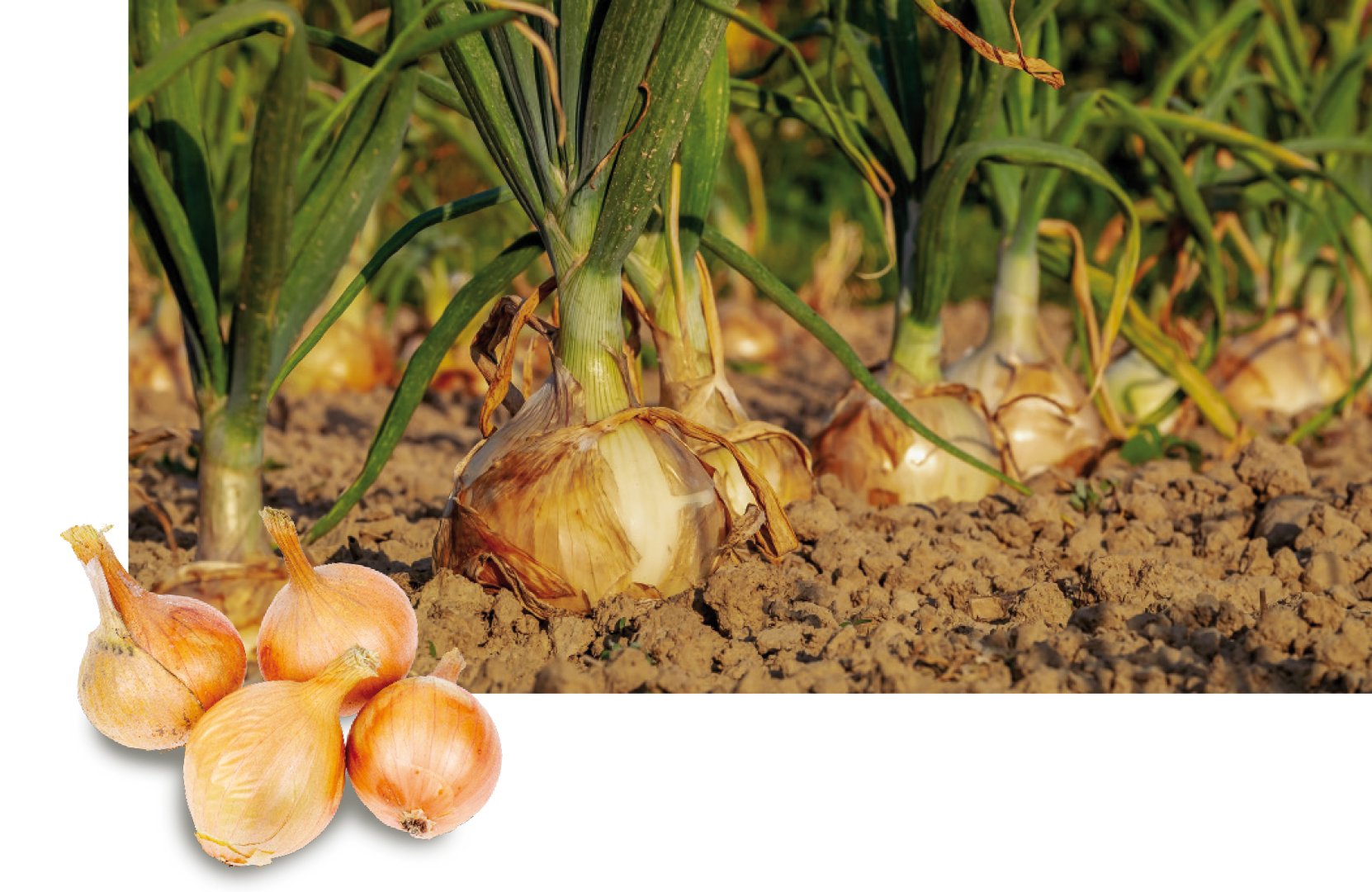 ropa_keiler2_rk22_sonderkulturen_zwiebel