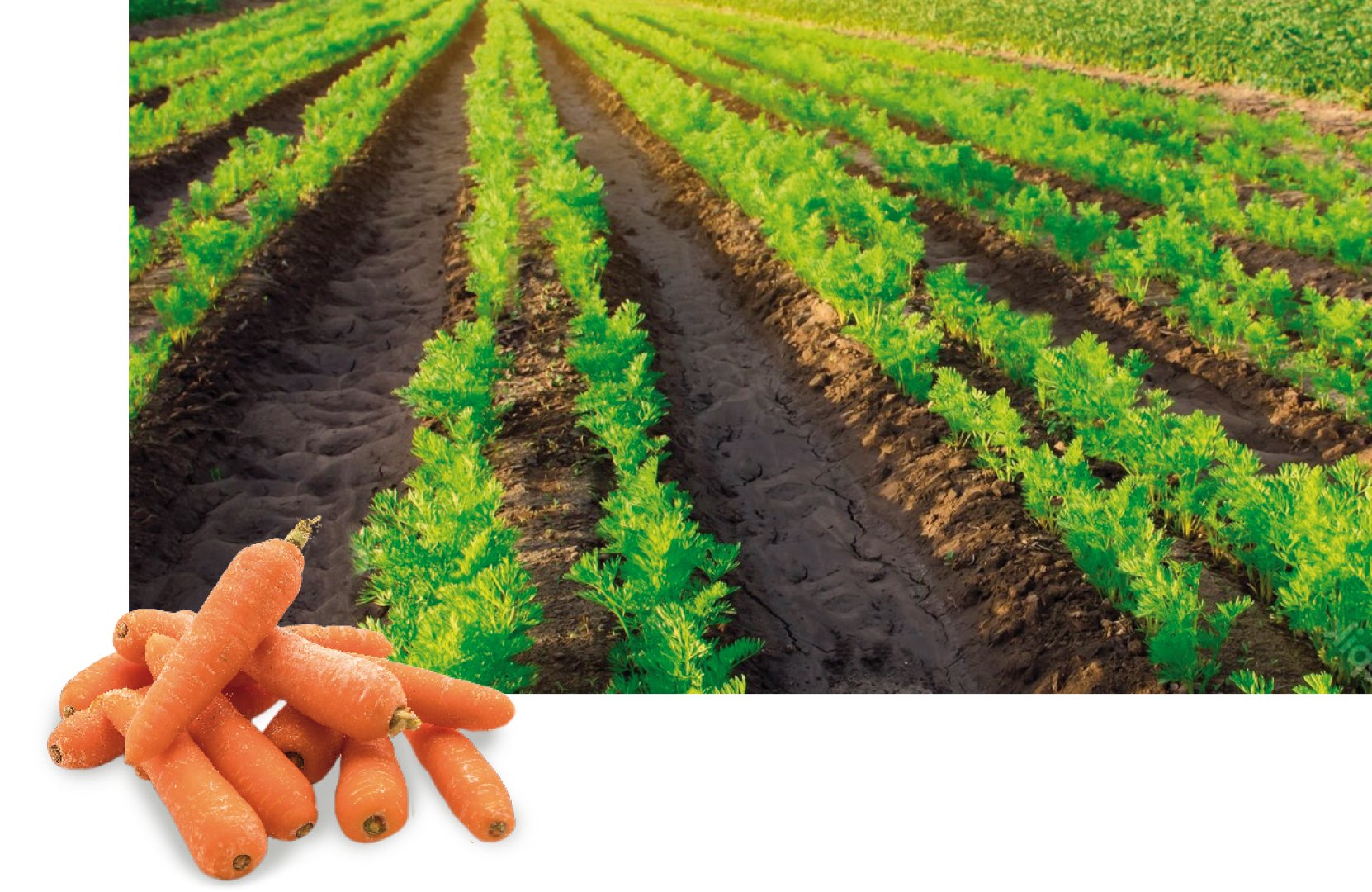 ropa_keiler2_rk22_sonderkulturen_mohren